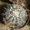 Copiapoa_echinoides